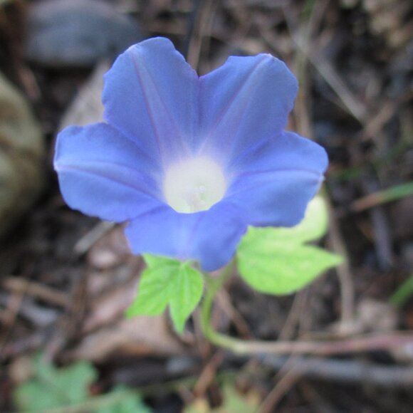 Meet CB Auder - Picture 5 of 5